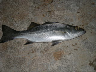 b003.jpg